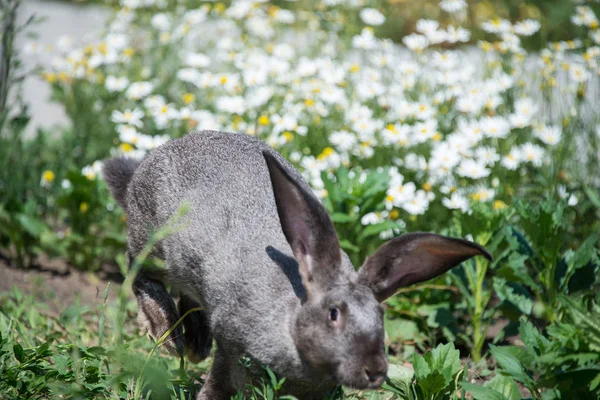 Красивый Серый Кролик Зеленой Траве — стоковое фото