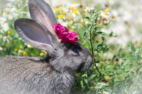 Schöne Graue Kaninchen Mit Einer Schönen Roten Blume Auf Dem — Stockfoto