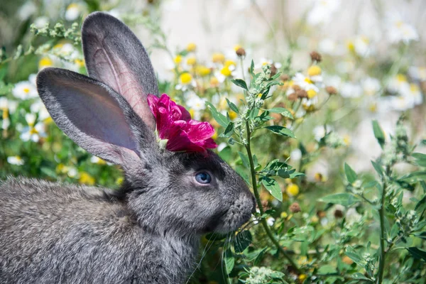 Gray rabbit with a beautiful red flower and a background of daisies and green grass