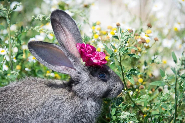 Gray rabbit with a beautiful red flower and a background of daisies and green grass