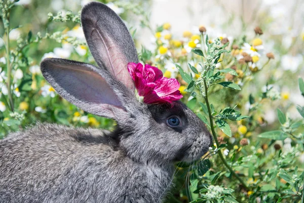 Grå Hare Med Vakker Rød Blomst Bakgrunn Tusenfryd Grønt Gress – stockfoto
