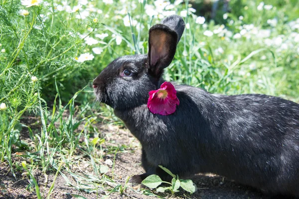 可爱的黑兔与美丽的花和雏菊和绿草的背景 — 图库照片