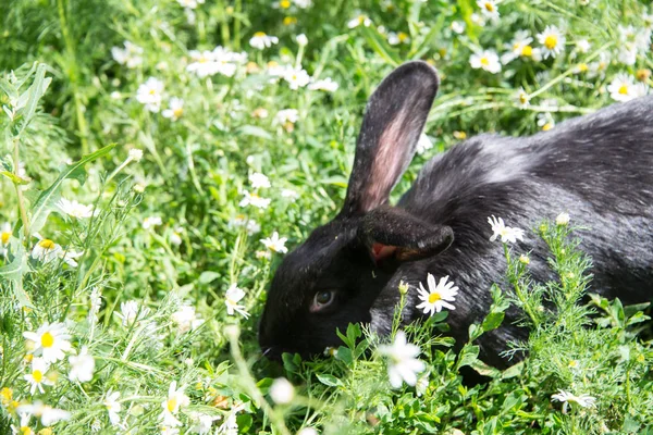 Charmig Svart Kanin Grönt Gräs — Stockfoto
