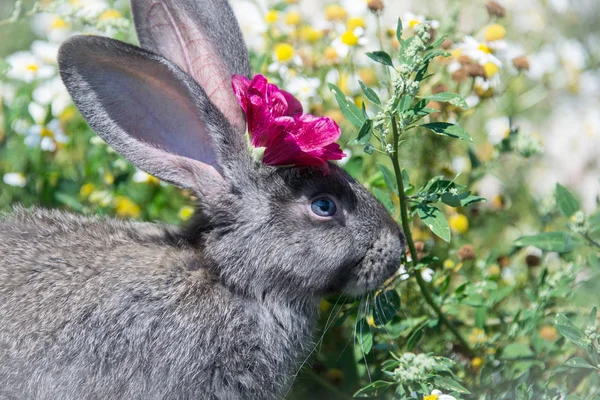 Šedý Králík Červenou Květinou Hlavě Pozadí Sedmikráků Zelené Trávy — Stock fotografie