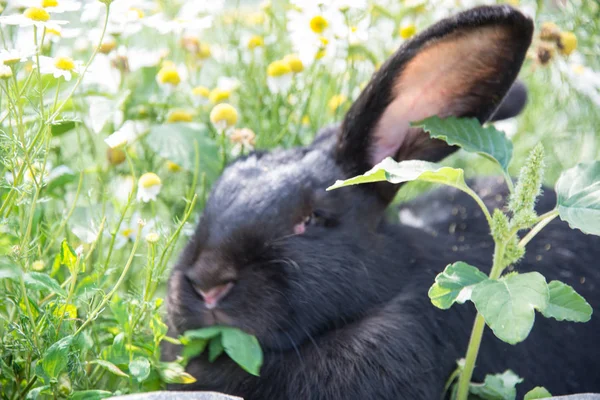 绿草地上迷人的黑兔 — 图库照片