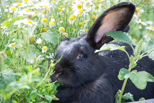 美丽的黑兔在雏菊和绿草的背景 — 图库照片