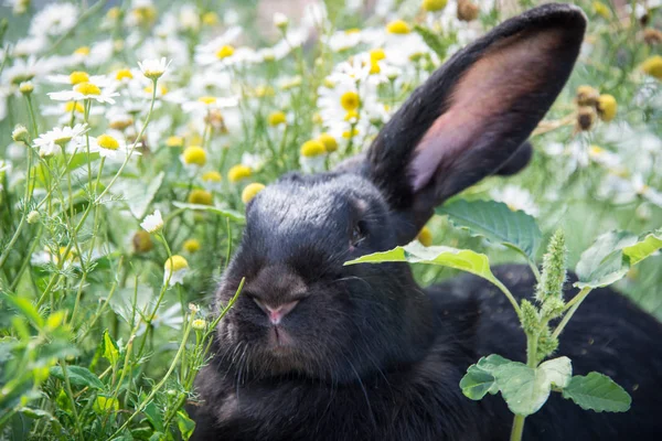 Charmant Zwart Konijn Groen Gras — Stockfoto