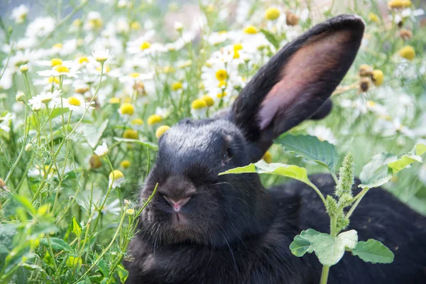 Черный Кролик Фоне Сугробов Зеленой Травы — стоковое фото