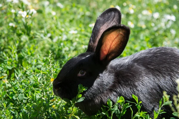 绿草地上迷人的黑兔 — 图库照片