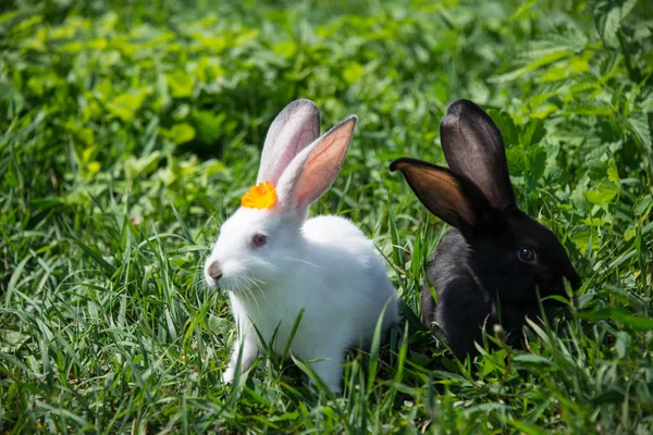 绿草地上迷人的白色和黑色兔子 免版税图库图片