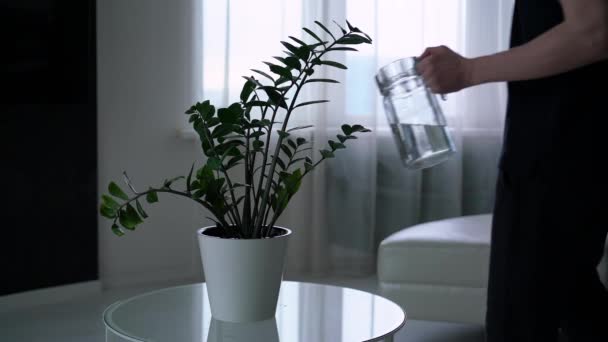 Joven Regando Una Planta Una Maceta Blanca Sobre Una Mesa — Vídeos de Stock