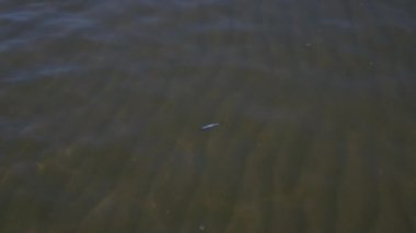 Ölü balık su yüzeyinde yüzen