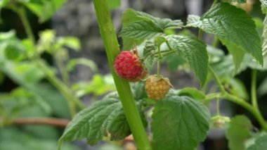 Bir dalda asılı ahududu yakın çekim