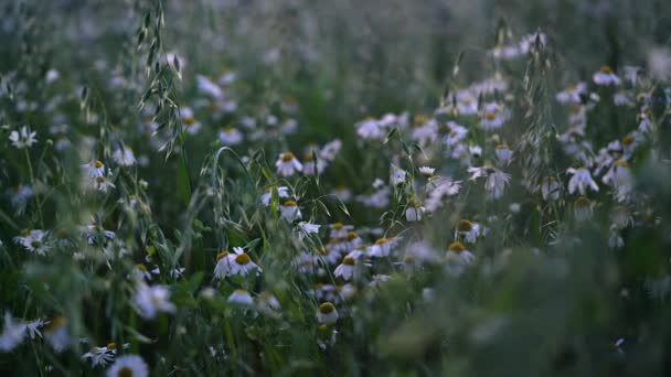 Heřmánkový květ polní detail v časných ranních hodinách, Selektivní ostření