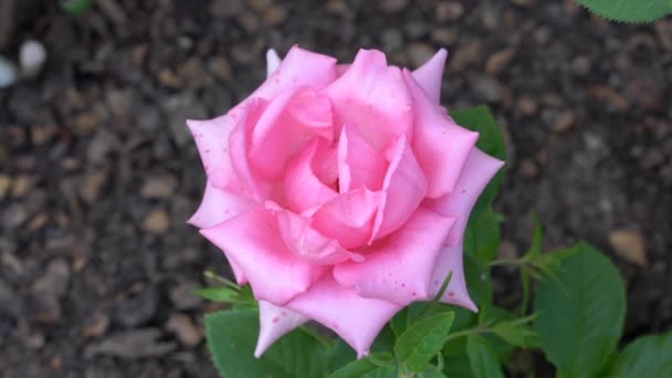 Pink Rose Bud Close Zoom Video — Stock Video