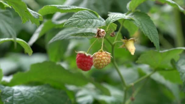 Himbeeren Hängen Einem Zweig Nahaufnahme — Stockvideo