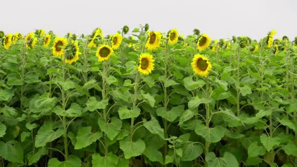 Campo Girasoles Bajo Cielo Gris Brumoso — Vídeo de stock