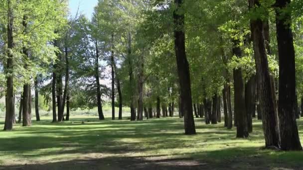 Słoneczny Dzień Zielonym Lesie Cienie Drzew Trawie — Wideo stockowe