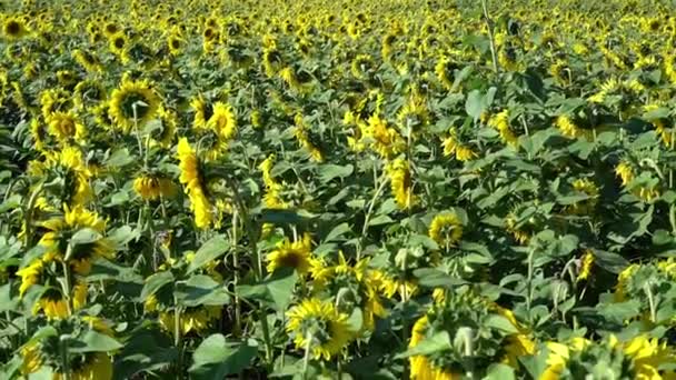 Campo Girasoles Primer Plano — Vídeos de Stock