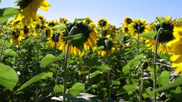 Walk Sunflower Field — Stock Video