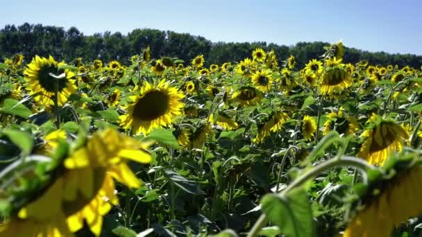 Campo Girasoles Primer Plano — Vídeos de Stock