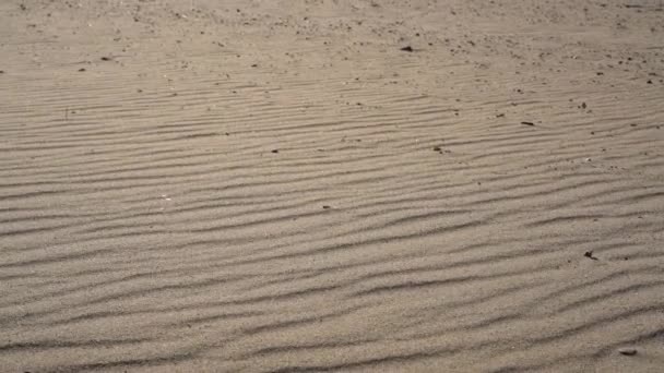 Άνεμος Φυσάει Μακριά Κόκκων Άμμου Στην Έρημο — Αρχείο Βίντεο