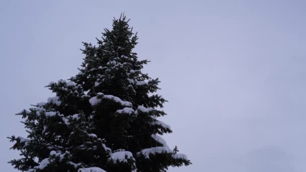 Śniegu Tle Wysokie Jodły Niebo — Wideo stockowe
