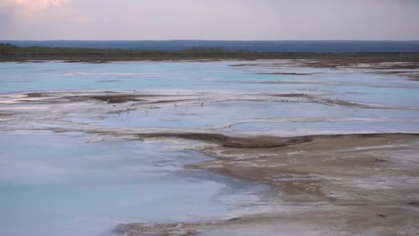 Gaivotas Lago Sal Azul — Vídeo de Stock
