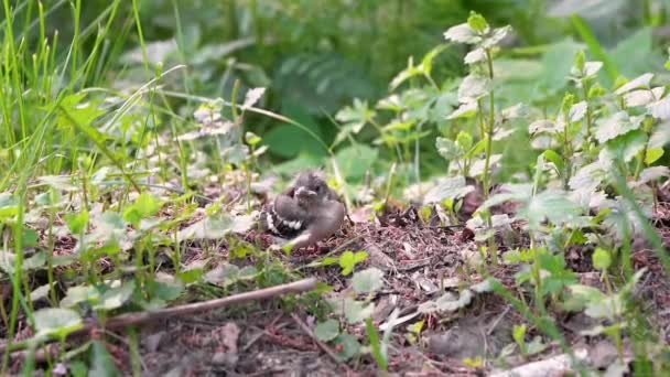 从鸟巢掉落的雀巢坐落在地面上 — 图库视频影像