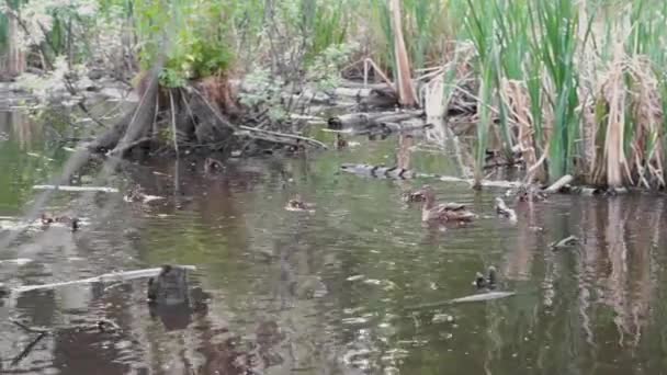 野生小鸭与鸭子游泳和饲料在湖中 — 图库视频影像