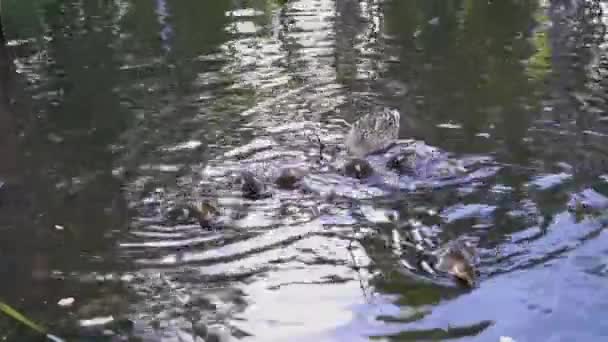 アヒルが泳いでいる野生のアヒルと池の餌 — ストック動画