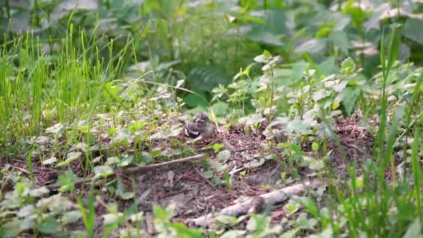 Koekoek Het Gras Close — Stockvideo