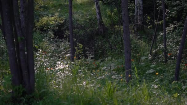 Orange Trollius Flowers Forest — Stock Video
