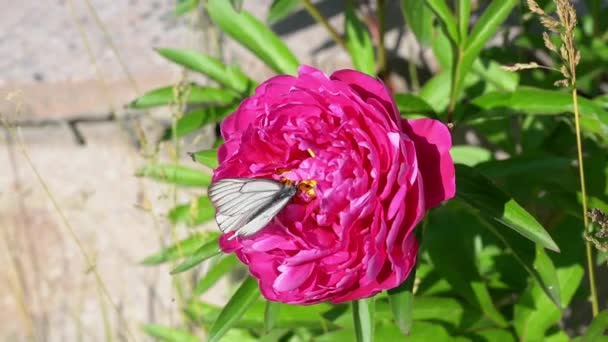 Λευκή Πεταλούδα Ένα Ροζ Λουλούδι — Αρχείο Βίντεο