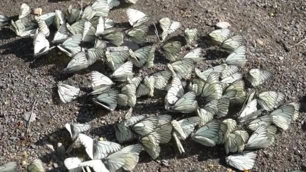 Grupo Mariposas Blancas Cerca — Vídeos de Stock