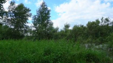 Çalılar, çimen ve ağaçlar rüzgarda sallanıyor.