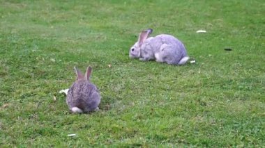 İki tavşan çimenlikte ot yer..