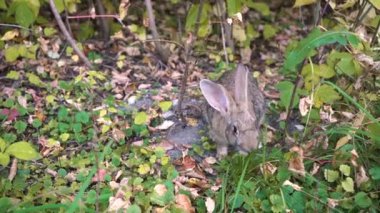Sonbahar ormanında vahşi tavşan yakın çekim.