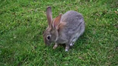 Yabani tavşan yakın çekim ot yiyor.