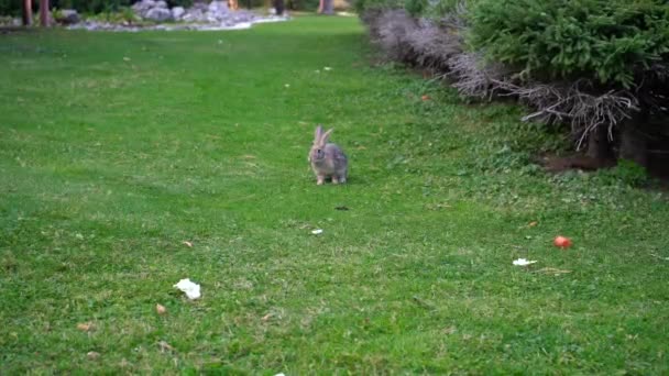 灰色のウサギは緑の草の上の食べ物にジャンプします — ストック動画