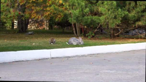 Lapins Sur Herbe Près Route — Video