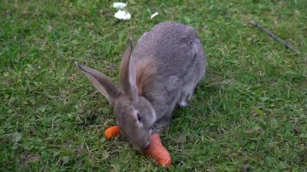 Wild Gray Rabbit Hapjes Een Wortel Close — Stockvideo