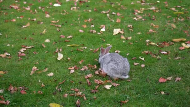 Conejo Gris Sobre Hierba Verde Con Hojas Otoño — Vídeos de Stock