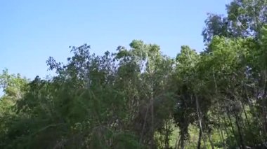 Şiddetli rüzgar ağaçları yana doğru savuruyor.