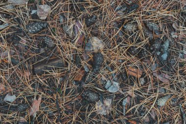 # Sonbahar ormanındaki kara, kapat kendini #