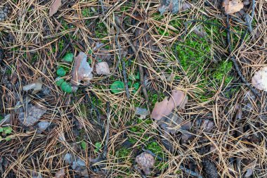 # Sonbahar ormanındaki kara, kapat kendini #