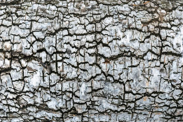 Birch bark texture close up — Stock Photo, Image