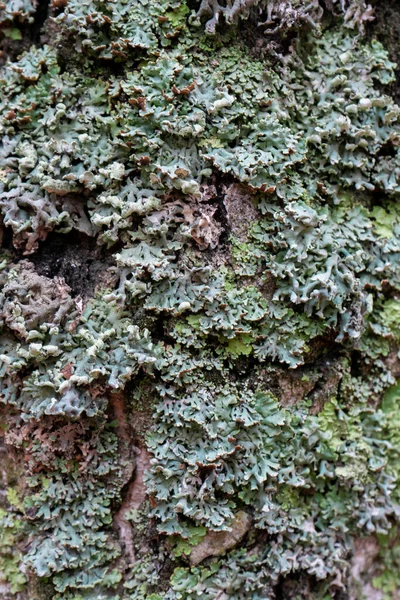 Grön-blå lavar och mossa på en trädbark — Stockfoto