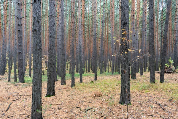 Wysokie sosny w jesiennym lesie krajobraz — Zdjęcie stockowe