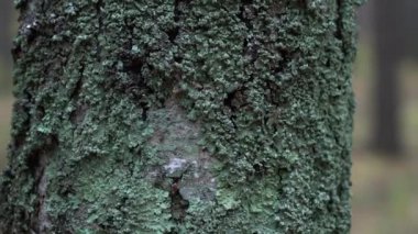 Ağaç kabuğunda yeşil-mavi liken ve yosun